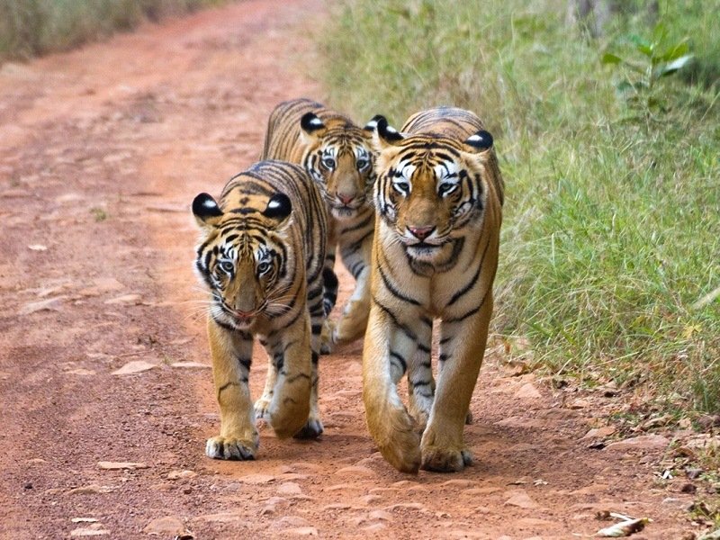 nagpur to tadoba taxi