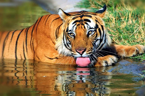 Nagpur to Chikhaldara taxi service with clean sedan, SUV, Innova Crysta, and Tempo Traveller for one-way, round-trip, airport transfer, and sightseeing trips.